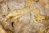 Polished Petrified Wood (Araucaria) Round - Madagascar #341583-1